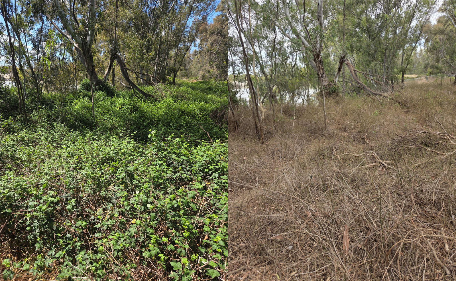 Photos showing the vegetation before and after the trial